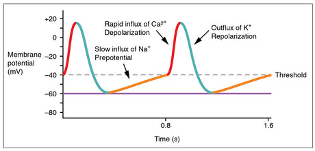 The Sino-Atrial Action Potential Explained