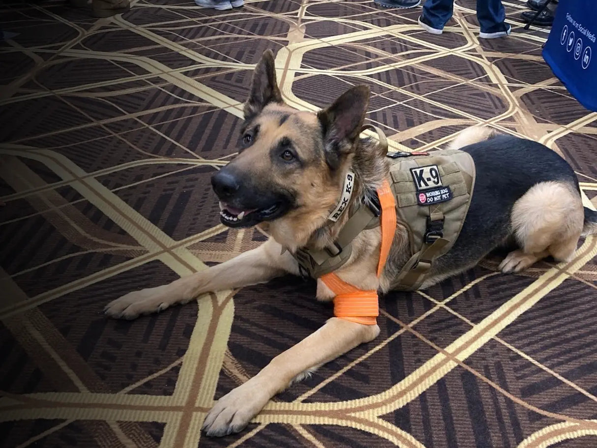 A german shepherd dog lying in a sphynx position with a tactical hardness and slishman pressure wrap emergency bandage applied to it's leg.