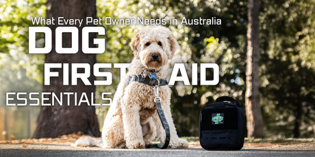 A labradoodle dog sitting in a forest with a dog first aid kit beside it.