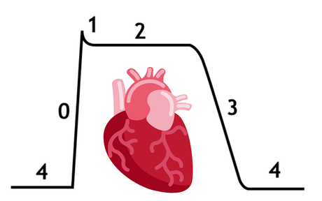 The Cardiac Action Potential Explained