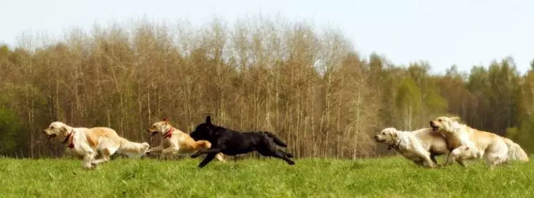 Working Dog First Aid Kits for Pig Hunting: What to Pack and Why It Matters