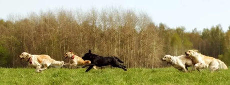 Working Dog First Aid Kits for Pig Hunting: What to Pack and Why It Matters